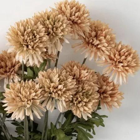 Straw Flower Bush
